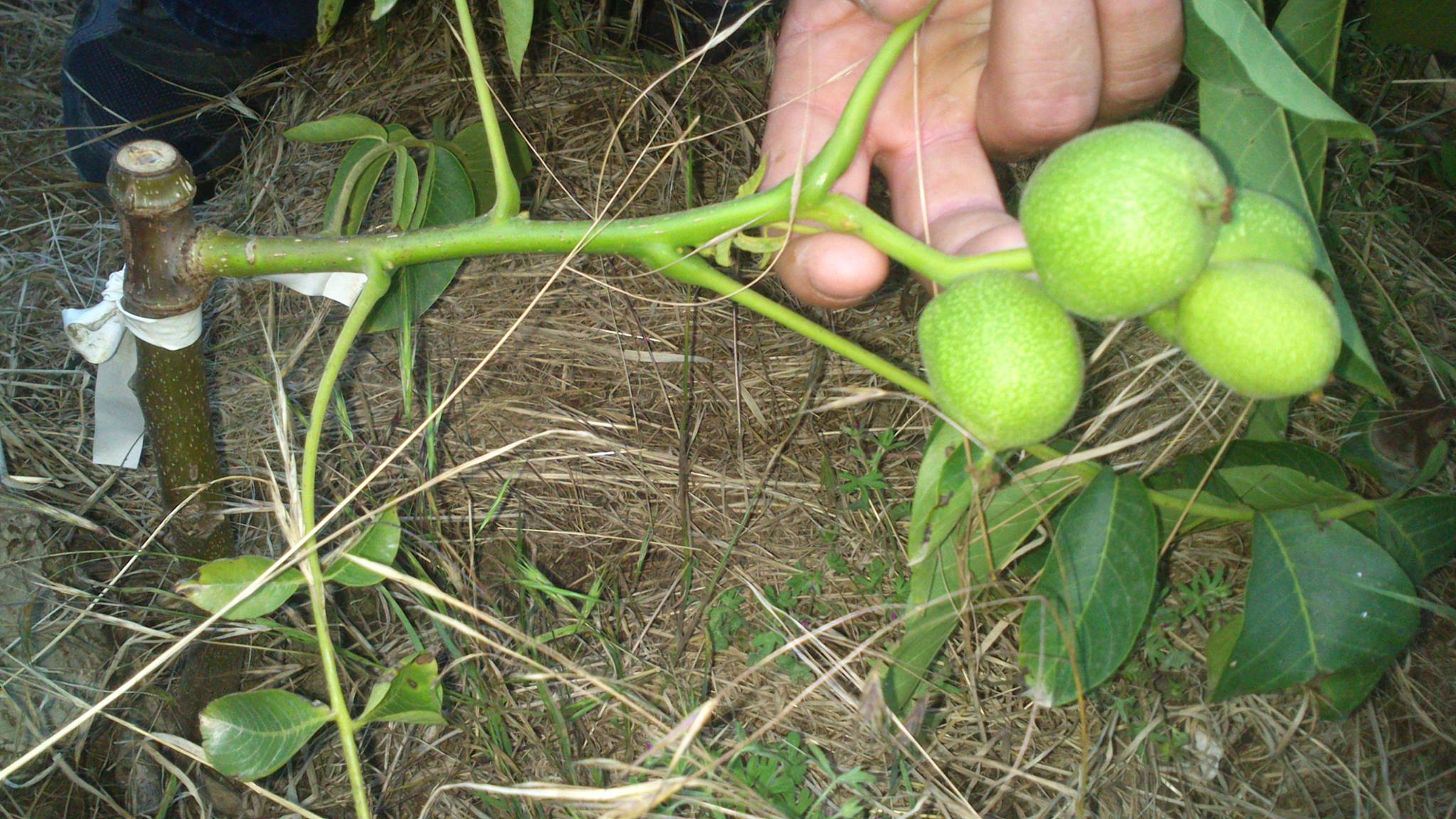 Dream Meaning of Walnut Sapling