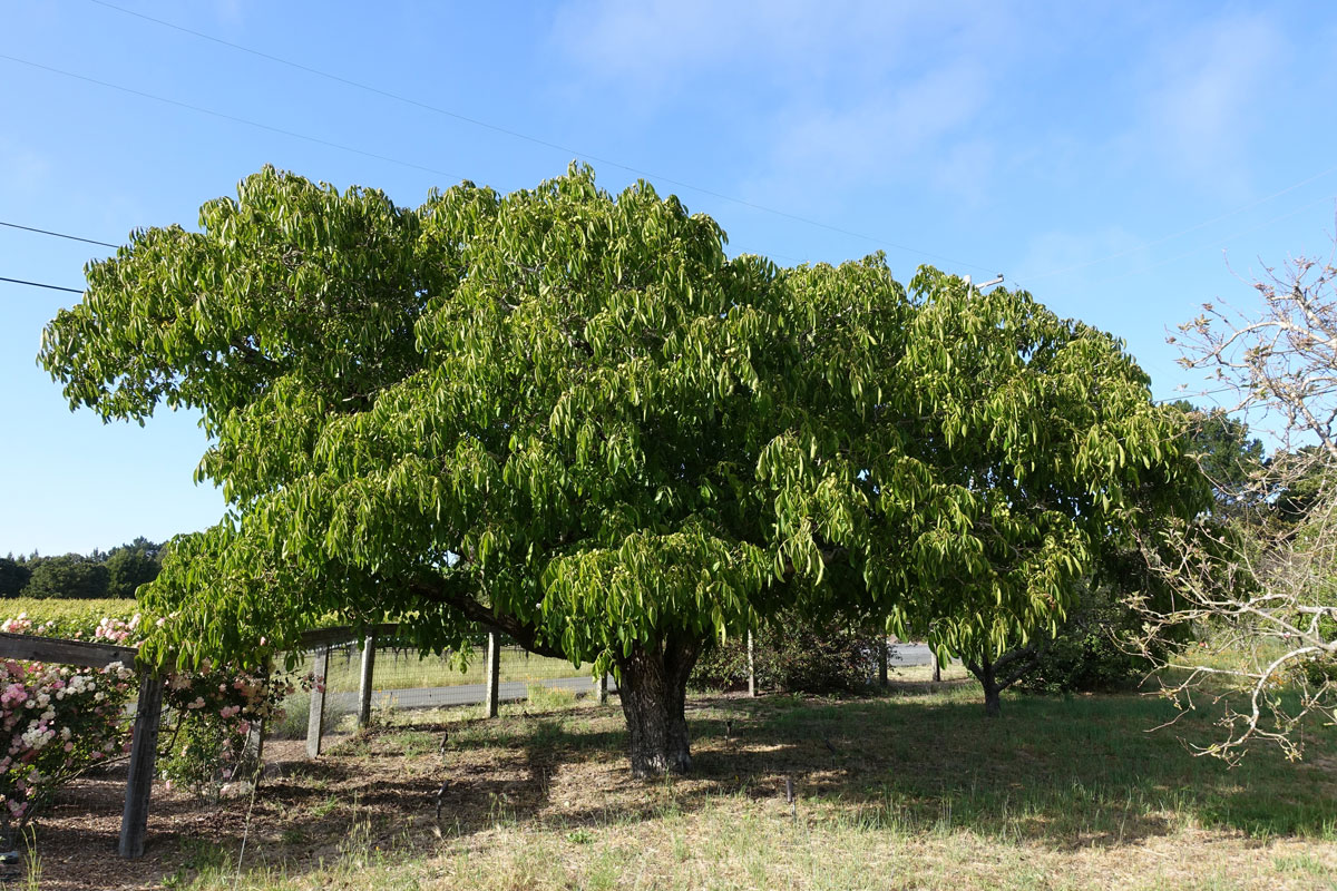 Dream Meaning of Walnut Tree