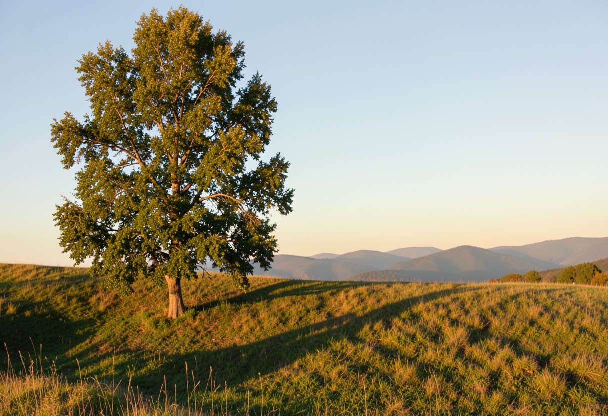 Dream Meaning of Poplar