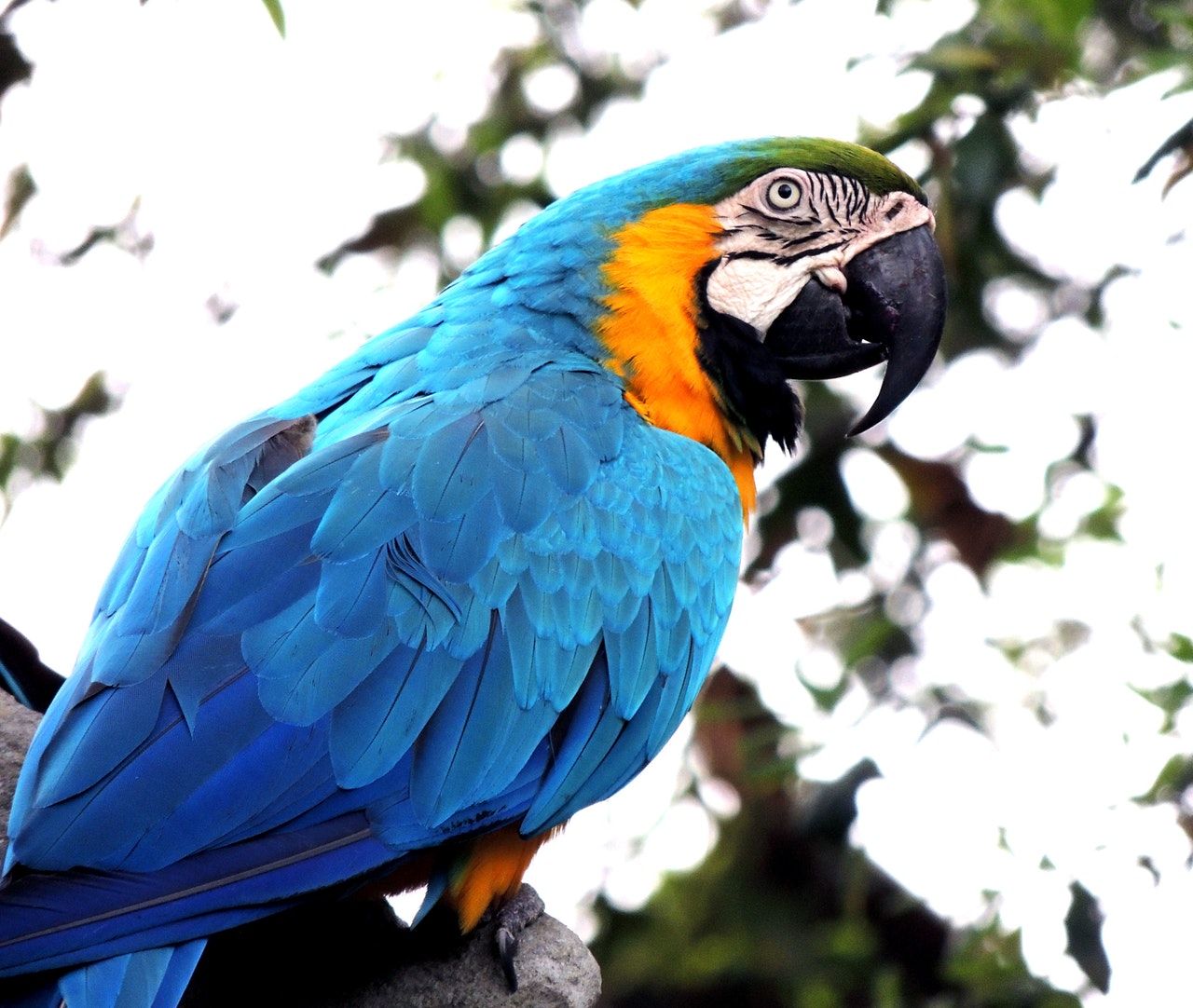 Dream Meaning of Parrot