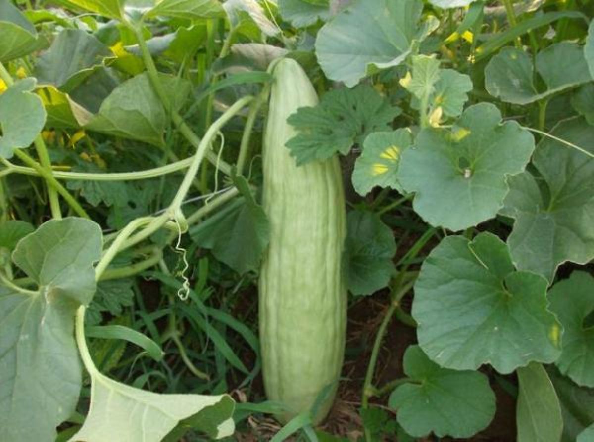 Dream Meaning of Gherkin