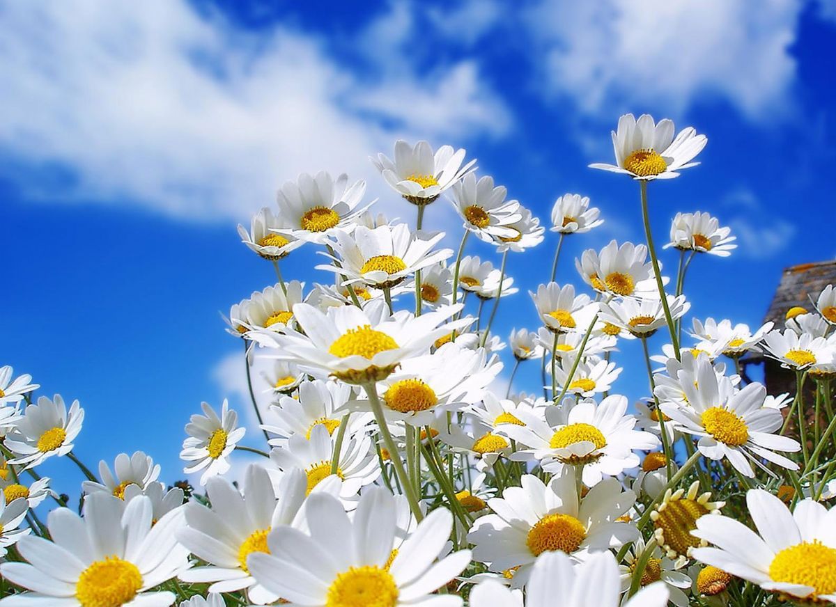 Dream Meaning of Chamomile