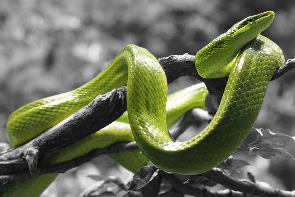 Dream Meaning Of Snake Dream Interpretations Dictionary
