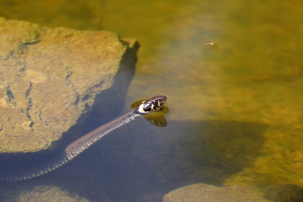 seeing lots of snakes in dream seeing lots of snakes in dream